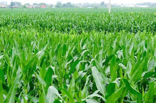 大田作物長勢喜人，蔬菜產業繪就豐收畫卷