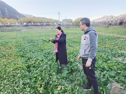 一粒良種 萬擔(dān)好糧 西藏探索農(nóng)作物高產(chǎn)高質(zhì)的“密碼”