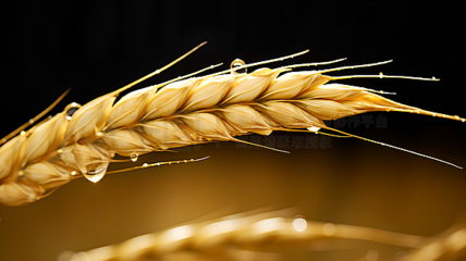 農(nóng)作物廣告素材寶庫 海量圖片免費下載，助力農(nóng)業(yè)營銷